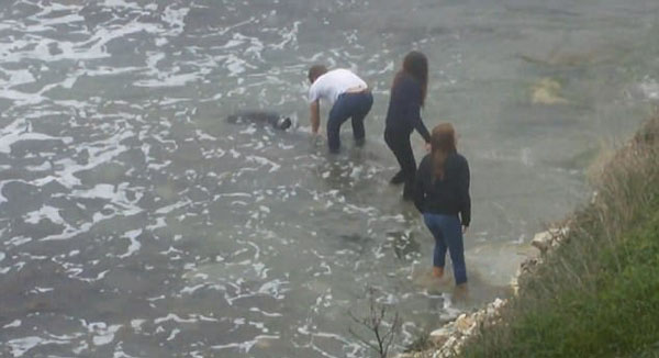暖心！俄罗斯青年齐力解救被困海豚使其重回大海