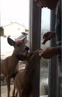 5只饥饿小鹿“登门造访”求喂养 场面有爱萌趣