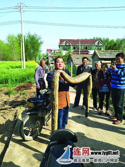 村民浇田捞出3米大蛇 专家初步判断：死亡的大蛇为蟒蛇