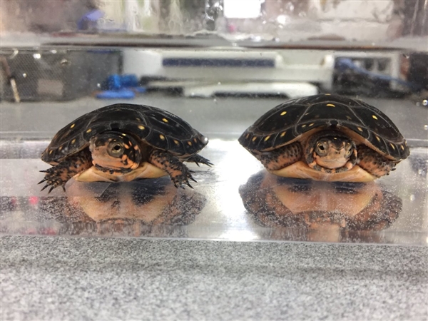 日本网友拍摄乌龟 竟在照片中发现了两个印度人