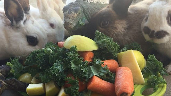 可爱！美国农场各种动物欢聚一堂共享蔬菜大餐