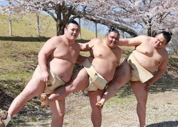日本相扑手樱花树下拍妩媚写真 网友吐槽想打人