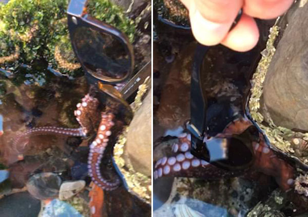 澳大利亚章鱼海滩与女子争夺太阳镜“不撒手”