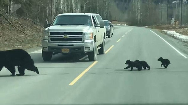 美国公路惊现母熊和其幼崽 众司机纷纷停车避让