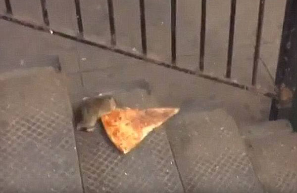互不相让！两只老鼠纽约地铁轨道上争夺面包圈