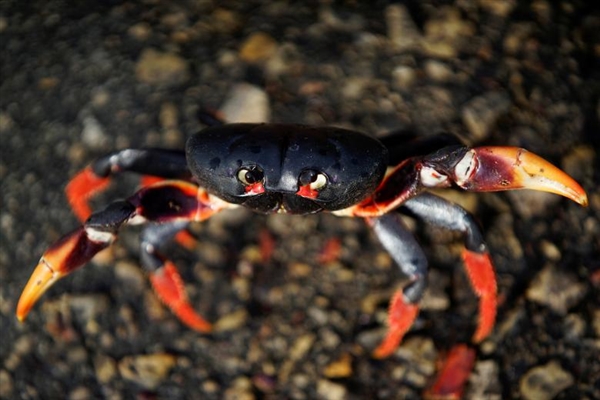 百万螃蟹集体出动超壮观：密密麻麻占领公路
