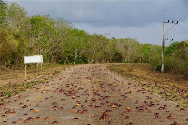 百万螃蟹集体出动超壮观：密密麻麻占领公路