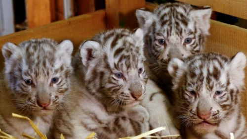 据报道，这四胞胎孟加拉小白虎是在奥地利东北部的下奥地利一个动物园降生的。这四胞胎两雄两雌，他们名叫Falco、Toto、Mia和Mautzi 。
