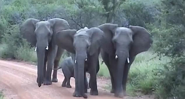 史上最可爱的袭击：南非小象随象群冲向旅行车
