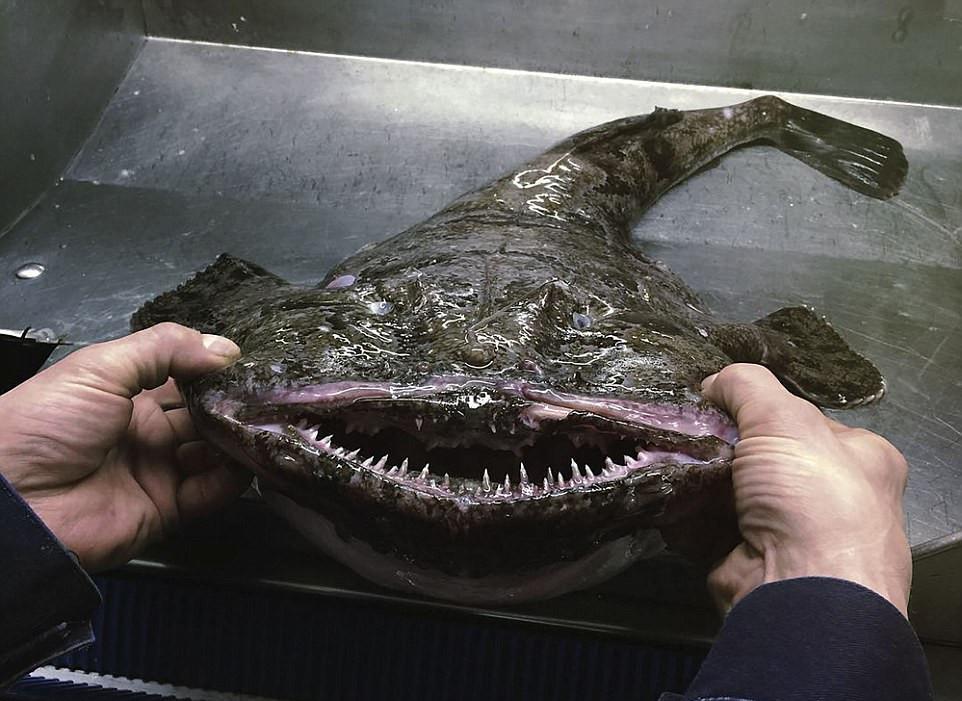 俄科学家晒深海怪鱼照片 长相骇人似魔鬼(图)（3）