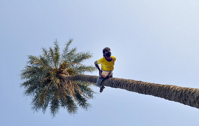 牛人！印度建筑工人5分钟可倒爬15米高大树