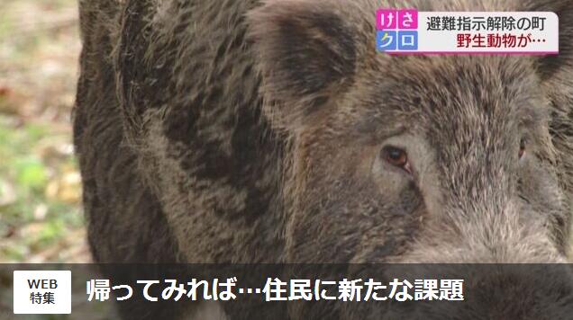 日福岛灾区城镇被野兽霸占 狐狸、野猪、浣熊等在房内出没