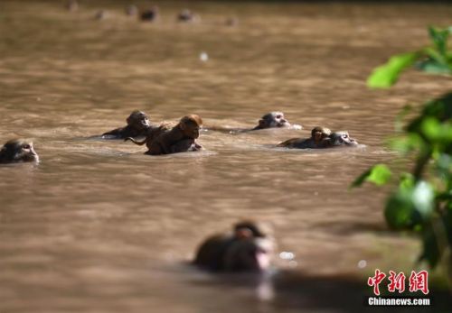 男子带领百猴渡河现场照片曝光场面壮观 野生猕猴为什么这么听话