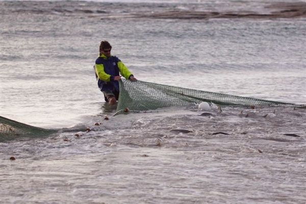 澳大利亚三文鱼泛滥成灾没人吃：国内吃货很无语