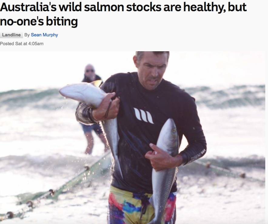 澳大利亚三文鱼泛滥 渔民贱卖做饵料 三文鱼真有营养价值吗？