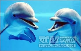 法国禁止圈养海豚等海洋动物 野生海豚与圈养海豚有何区别？