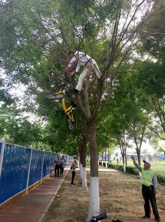 大兴一ofo共享单车被挂树上近一周 工作人员爬树将其“解救”