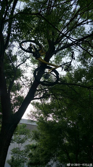 大兴一ofo共享单车被挂树上近一周 工作人员爬树将其“解救”