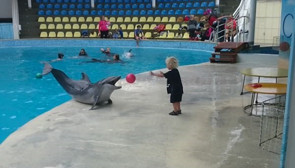 克里米亚海豚与男孩互抛皮球嬉戏 玩得不亦乐乎