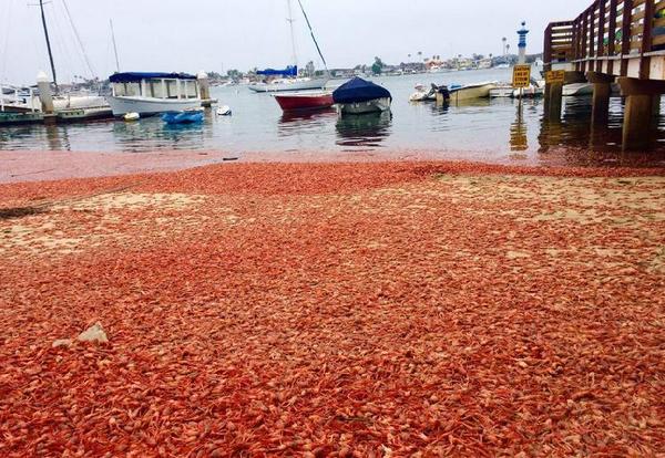 千万小龙虾泛滥成灾入侵加州海滩 游客纷纷去捡