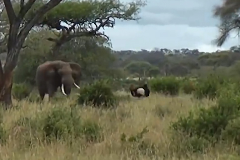 坦桑尼亚两只鸵鸟公园打架 大象闻声上前劝架