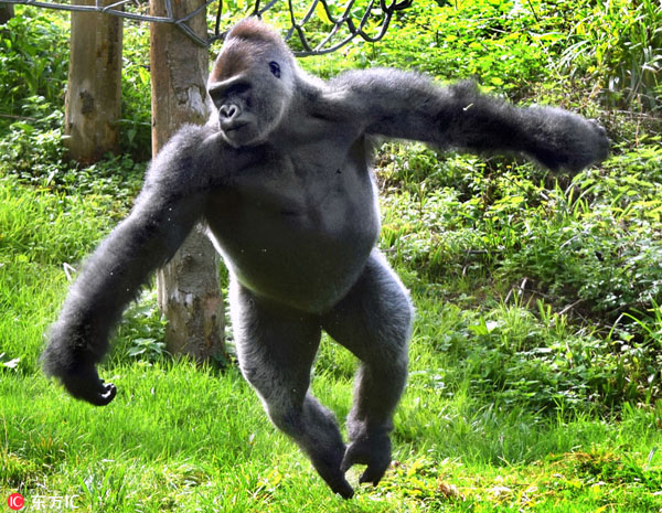 可爱！英国动物园大猩猩为游客表演芭蕾舞