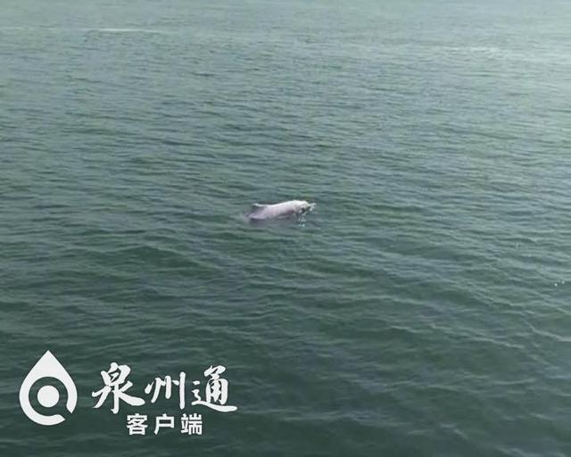 罕见！中华白海豚惊现泉州湾跨海大桥海域戏水