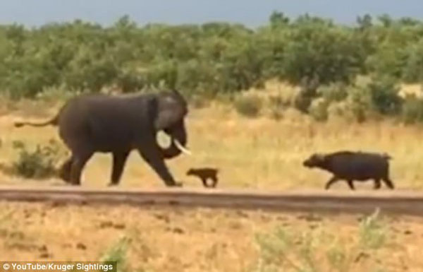 南非一头水牛宝宝挑战大象 成功将其吓跑