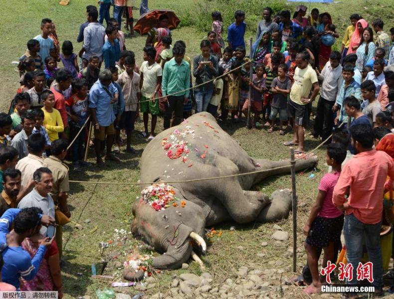 印度大象过铁轨时被撞身亡 众人撒花哀悼 大象在印度象征什么?