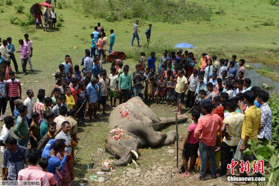 印度大象过铁轨时被撞身亡 众人撒花哀悼 大象在印度象征什么?
