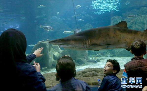 鲨鱼、黄貂鱼、企鹅...走进伊斯坦布尔水族馆 (组图)