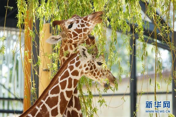 占地1.7万平方米 维也纳动物园的长颈鹿憨厚可掬