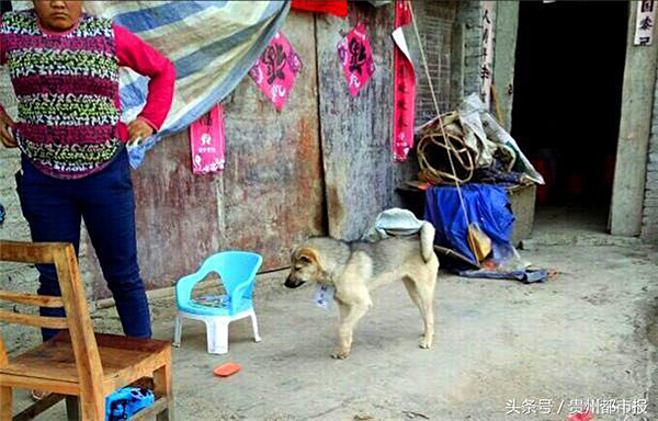 贵州镇宁自治县一村民因对村干部不满，在其喂养的狗脖子上挂纸条侮辱他人，被公安机关处以行政拘留5日。