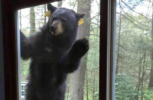 惊险！美国高大黑熊扒窗户 欲闯入居民家中