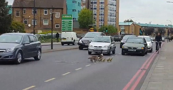 暖心！英国6只鹅过马路 众司机纷纷停车让路