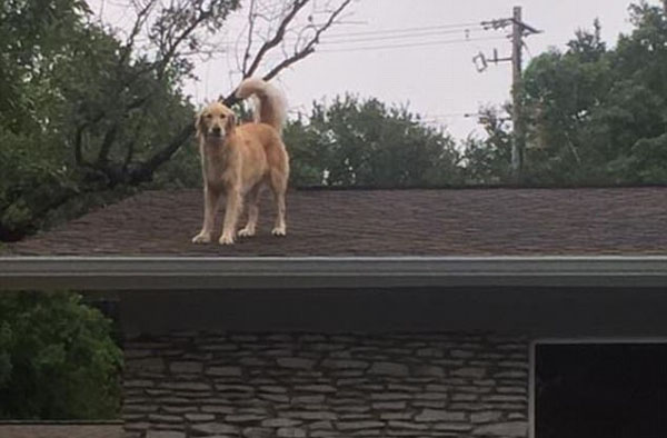 萌！美国金毛犬爱跳上自家屋顶向底下路人打招呼