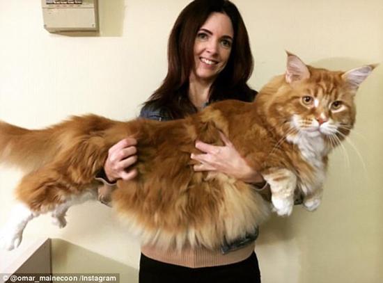 澳洲世界最长猫赫斯特重14公斤 爱吃生袋鼠肉 它是怎么长这么大的