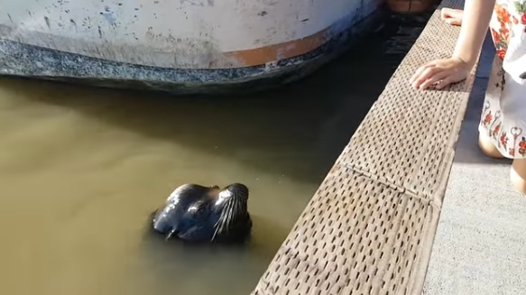恐怖：海狮蹿出水面咬人 一秒将小女孩拖下海