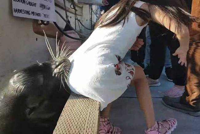 小女孩看海狮表演被拖下水视频曝光 好心人相救