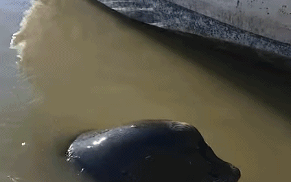 惊恐!疑似中国女孩在加拿大码头逗海狮玩被咬住拖入水