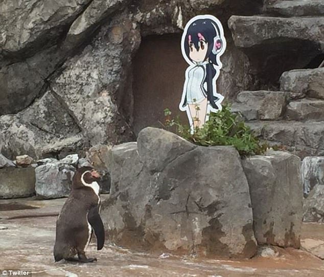 企鹅爱上动漫女孩化身痴汉守护 网友：这是一只有故事企鹅