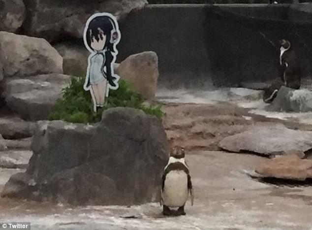 日本企鹅爱上动漫女孩 频频求偶引来真人陪伴