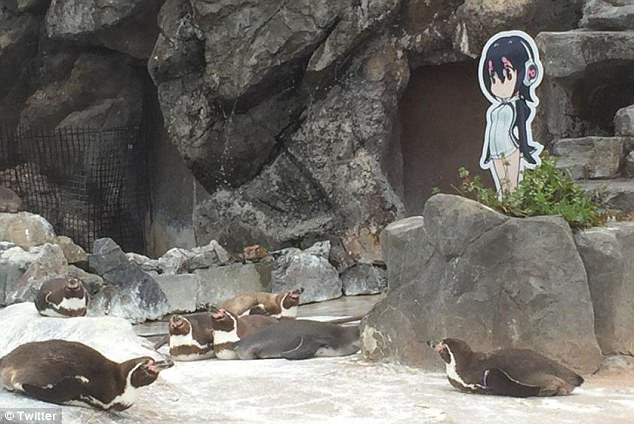 企鹅爱上动漫女孩化身痴汉守护 网友：这是一只有故事企鹅