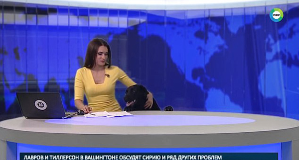俄罗斯新闻直播间闯入大黑狗 女主播惊慌失措