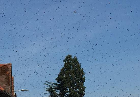 英国彼索普斯托福小镇遇千万蜜蜂袭击 被蜜蜂蛰了怎么处理？