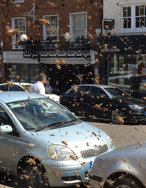英国彼索普斯托福小镇遇千万蜜蜂袭击 被蜜蜂蛰了怎么处理？