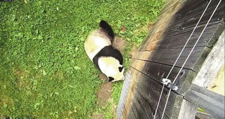 中国大熊猫保护研究中心回应7大焦点：没这回事！