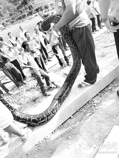 永春达埔达山村一工地闯进66斤巨蟒 吓坏工人 