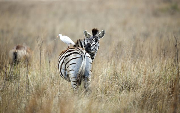 斑马没脾气！ 南非白鹭“骑”斑马成独特风景