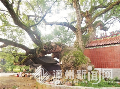 南靖靖城一“寿星”老香樟今年822岁 树高30多米树围13米